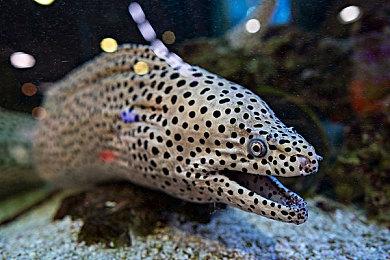 为完善游戏品质 《影子武士3》宣布延期至2022年