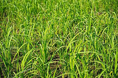 不到两年 万代南梦宫传说手游《罪纹传说》将关服