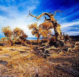 《Apex英雄》觉醒收集活动预告 瓦基传家宝6月21日上线